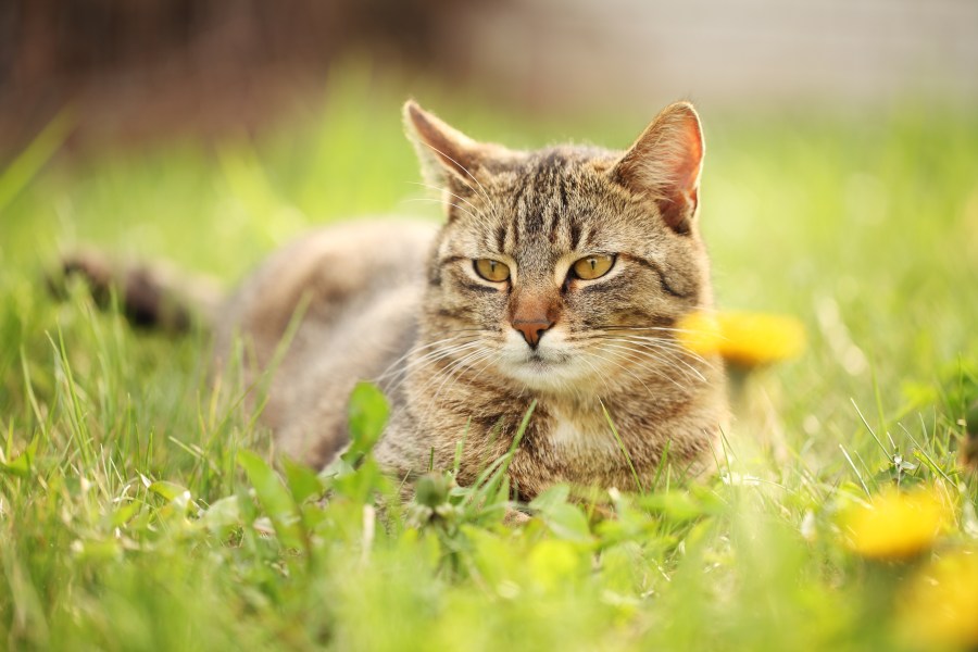 Cat in grass